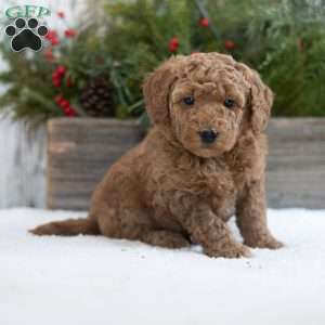 Cookie, Mini Labradoodle Puppy